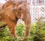 Zoo recycles old Christmas trees