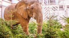 Zoo recycles old Christmas trees