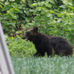 Japan approves ‘emergency’ urban bear shootings