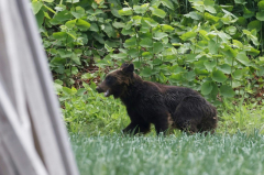 Japan approves ‘emergency’ urban bear shootings