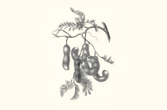 Tamarind (Taramindus indica)