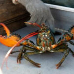 US lobster catch drops as crustaceans migrate to colder Canadian waters