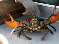 US lobster catch drops as crustaceans migrate to colder Canadian waters