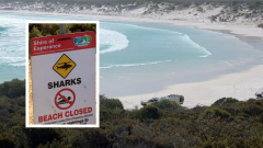 Duke of Orleans Bay: Emergency services responding to reports of a shark attack at popular beach