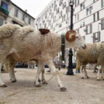 Algeria plans to import one million sheep ahead of Islam’s Eid Al-Adha