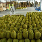 Fruit exports produce $6.51bn