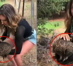 Second clip surfaces of US influencer Sam Jones picking up an echidna as her visa is reviewed