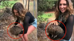 Second clip surfaces of US influencer Sam Jones picking up an echidna as her visa is reviewed