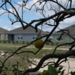 Florida’s citrus industry faces threats from hurricanes, disease and real estate