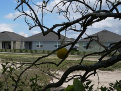 Florida’s citrus industry faces threats from hurricanes, disease and real estate