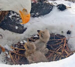 Live cam bald eagles lost 1 of 3 chicks after snowstorm