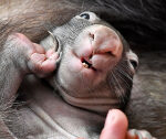 Influencer who snatched baby wombat from its mom issues apology