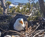 Eaglet that disappeared from nest in California ‘did not make it’ through storm