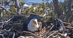 Eaglet that disappeared from nest in California ‘did not make it’ through storm