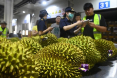 Indonesia poised to export durians to China, threatening Thai dominance