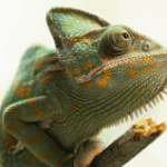 An evolutionary gamble