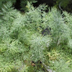 Want to grow a tasty herb great for container or garden? Here’s the ‘real dill,’ gardeners
