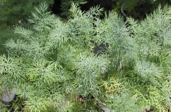 Want to grow a tasty herb great for container or garden? Here’s the ‘real dill,’ gardeners