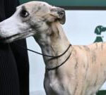 Whippet called Miuccia wins best in show at Crufts