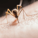 A traveller’s guide to dengue fever