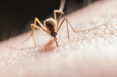 A traveller’s guide to dengue fever