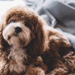 What is integrative veterinary care?