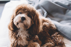 What is integrative veterinary care?