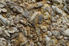 ‘Jurassic’ seashell fossils found in Surat Thani