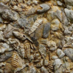 ‘Jurassic’ seashell fossils found in Surat Thani