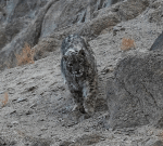 Northern India’s elusive snow leopards get their close up