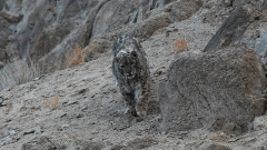 Northern India’s elusive snow leopards get their close up