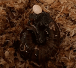 Watch a snail lay an egg…from its neck