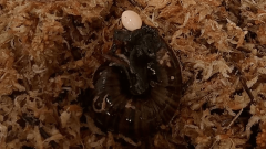 Watch a snail lay an egg…from its neck