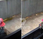 Second driveway defecator caught on CCTV in Adelaide