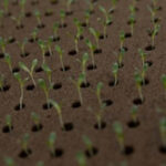 Less farmland is going for organic crops as costs and other issues take root