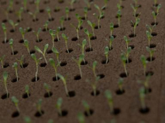 Less farmland is going for organic crops as costs and other issues take root