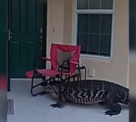 Florida alligator moves through neighborhood, gets head stuck in lawn chair: Watch video