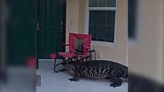 Florida alligator moves through neighborhood, gets head stuck in lawn chair: Watch video