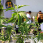 Thumbs down for cannabis certificate plan