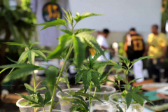 Thumbs down for cannabis certificate plan