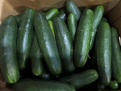 Dozens sickened in expanding salmonella outbreak linked to recalled cucumbers