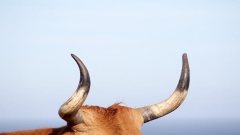 Crypto Treasury Strategy News: Hong Kong’s Reitar and VivoPower