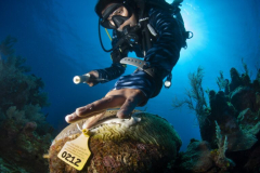 Researchers race to understand new disease killing Caribbean corals at unprecedented rates