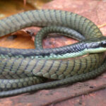 Four new snake species discovered in Papua New Guinea