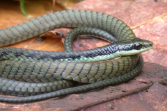 Four new snake species discovered in Papua New Guinea