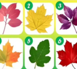 Personality test: Choose a leaf and discover why people count on you most