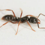 Stinging and ‘wicked’ Asian needle ants are spreading across the US