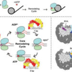 Structural insights into chromatin remodeling by ISWI during active ATP hydrolysis | Science