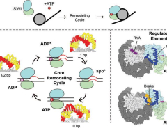 Structural insights into chromatin remodeling by ISWI during active ATP hydrolysis | Science