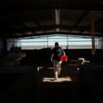 In the Arizona desert, a farm raising fish raises questions about water use